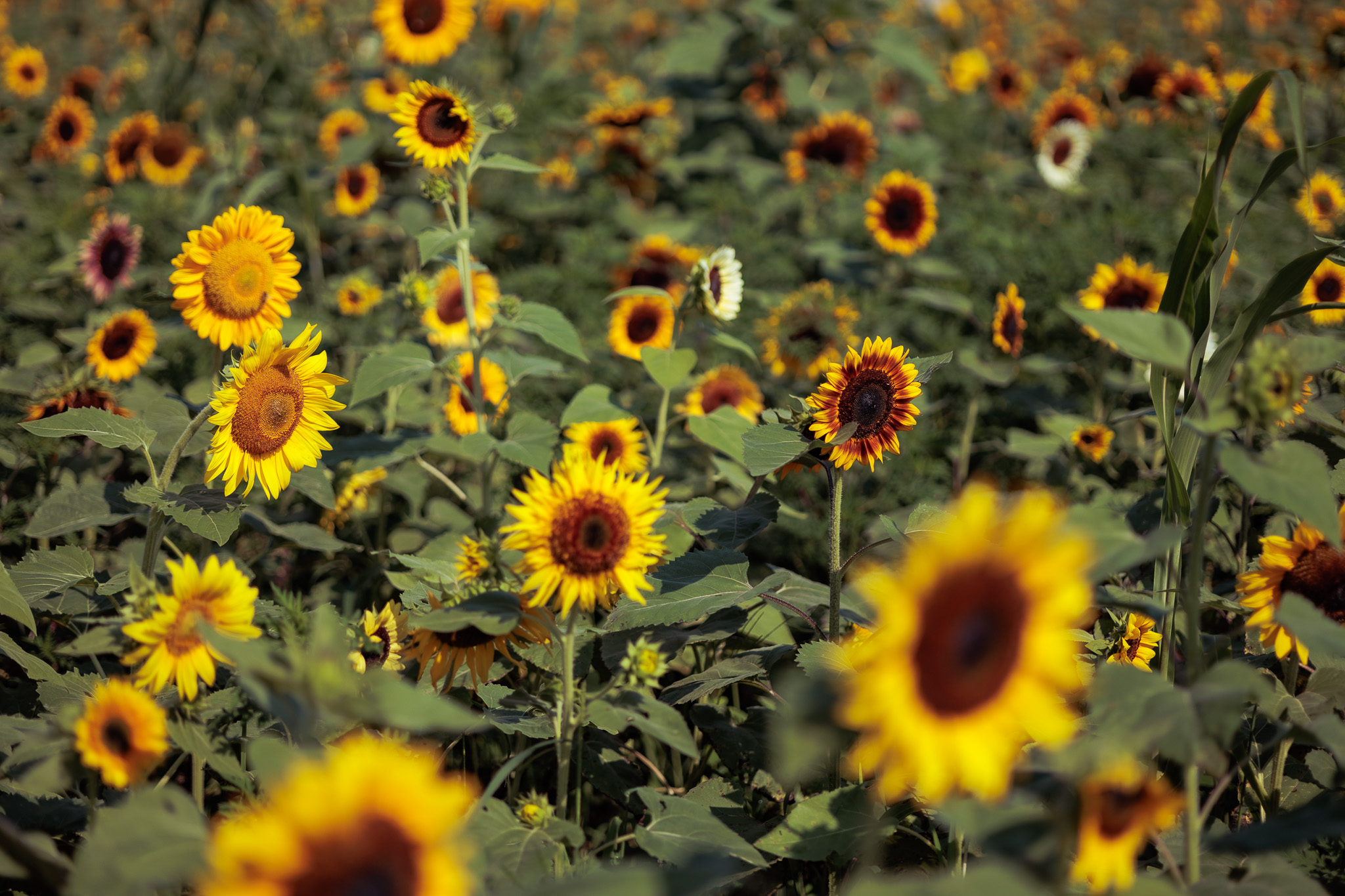 Wide-angle landscape of the sunflower field in full bloom under warm evening light